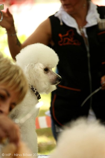 2012-07-01 B & B - Bedlington & Bichon Fun Day (25)_1000x1500.jpg